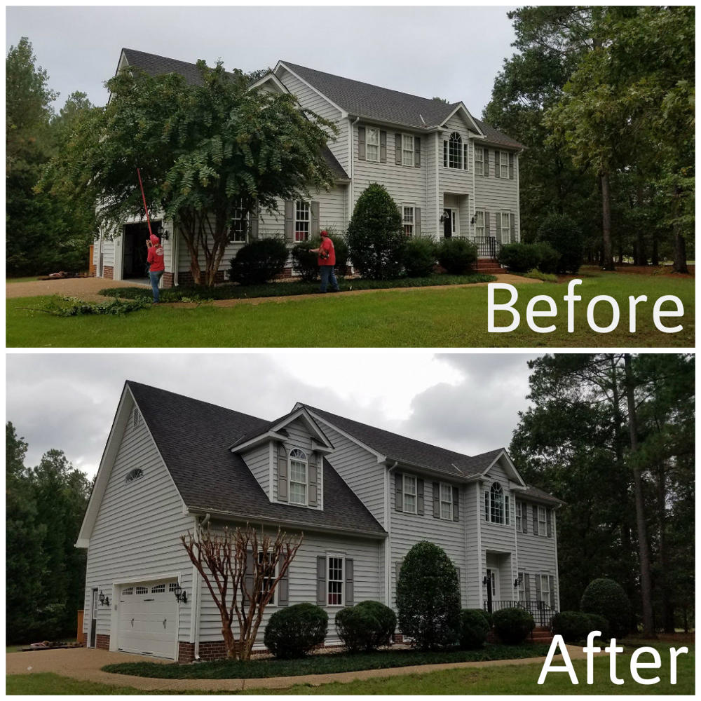 Crepe Myrtle Pruning