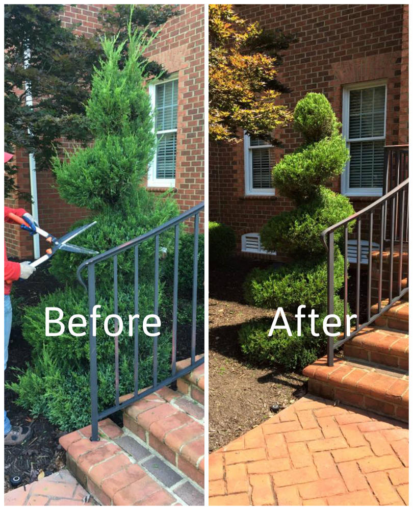 Spiral Topiary Precision Pruning