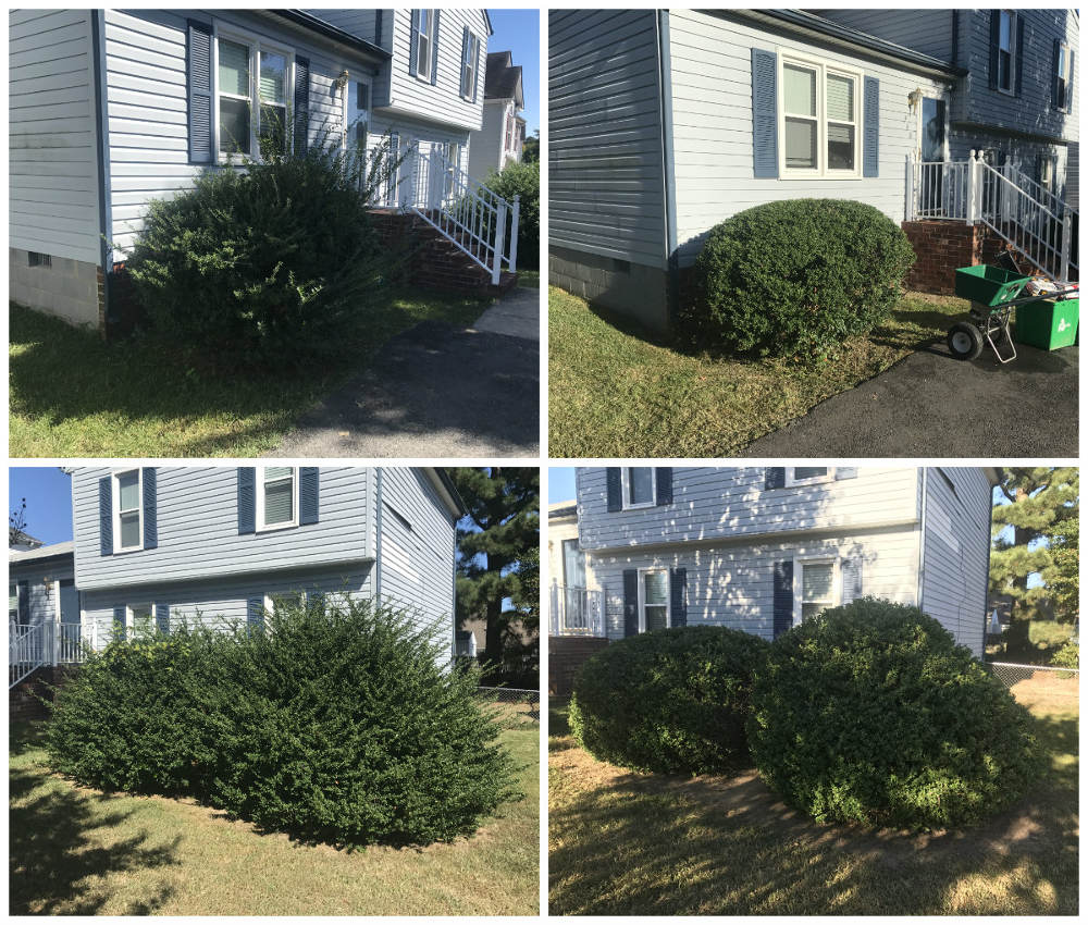 Shrubbery Pruning