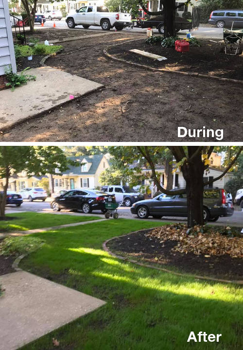 Lawn Re-seeding